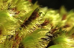 Campylopus incurvatus