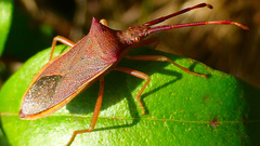 Gonocerus insidiator