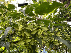 Acer caudatifolium, photograph (c) Jaw-Jian La, some rights reserved (CC BY)