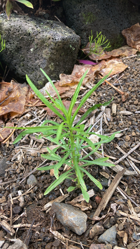 Aster, 2026-06-11
