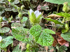 Rubus pectinellus, photograph (c) Jaw-Jian La, some rights reserved (CC BY)