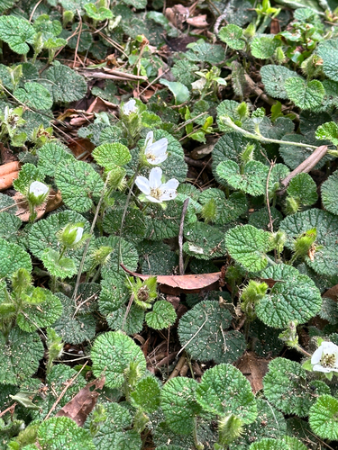 Rubus pectinellus, photograph 5
