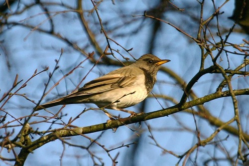 Black-throated Thrush (Turdus atrogularis), photo 7