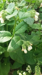 Symphytum brachycalyx