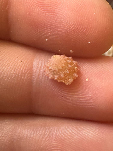 Trochus intextus observed 2026-06-07
