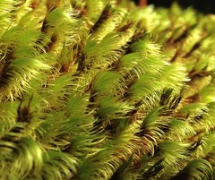 Campylopus incurvatus
