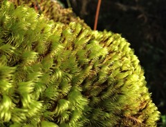 Campylopus incurvatus