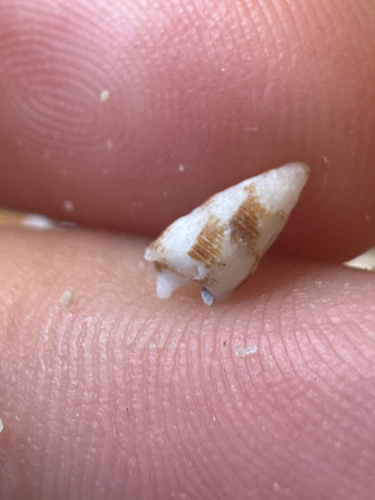 Cerithium egenum observed 2026-06-07