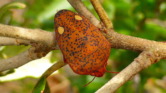 Solenosthedium bilunatum