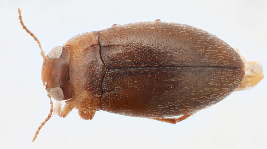 Bidessonotus pulicarius