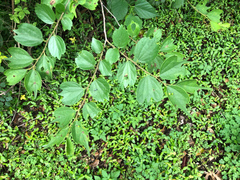 Celtis biondii