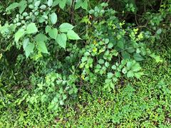 Celtis biondii