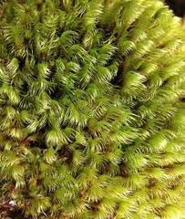 Campylopus incurvatus