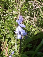 Hyacinthoides