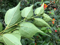 Celtis biondii
