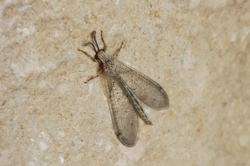 Euptilon ornatum