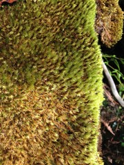 Campylopus incurvatus