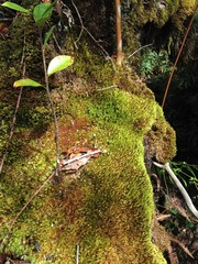 Campylopus incurvatus
