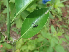 Anterhynchium flavomarginatum