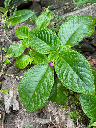 Chrysothemis melittifolia, photograph 6