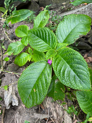 Chrysothemis melittifolia, photograph (c) Matteo Bellucci, some rights reserved (CC BY)