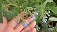 Symphytum × hidcotense