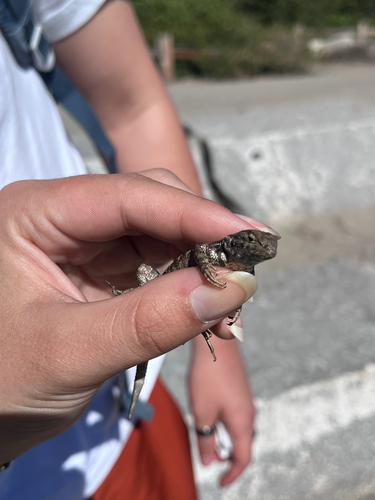 iNaturalist observation photo of Common Sagebrush Lizard