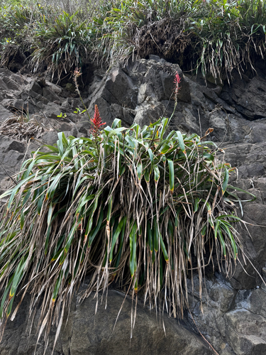 Pitcairnia spicata