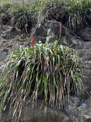 Pitcairnia spicata