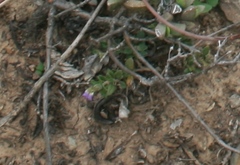 Blepharis integrifolia