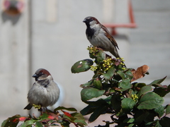Passer domesticus