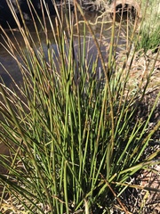 Eleocharis quadrangulata