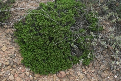 Macledium spinosum