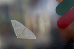 Ditrigona triangularia