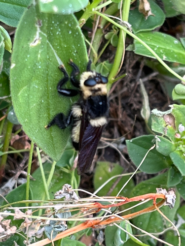 Southern Bee-Killer