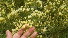 Sophoreae