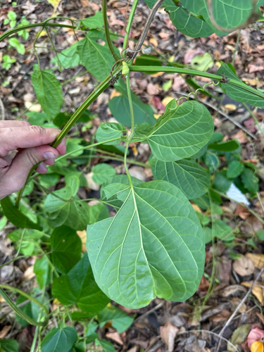 Amphilophium paniculatum