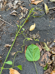 (c) Matteo Bellucci, some rights reserved (CC BY) Amphilophium paniculatum, photograph (c) Matteo Bellucci, some rights reserved (CC BY)