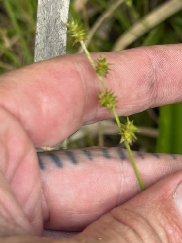 Carex atlantica, 2026-06-11
