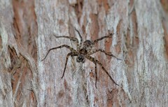 Heteropoda binnaburra