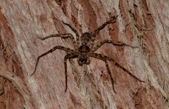 Heteropoda binnaburra