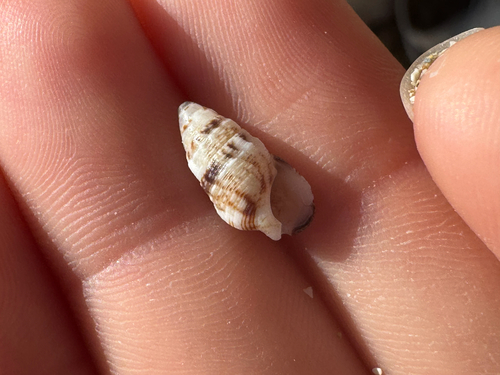 Cerithium atromarginatum observed 2026-06-07