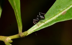 Polyrhachis sidnica