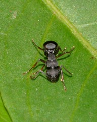 Polyrhachis sidnica