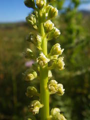 Reseda luteola image