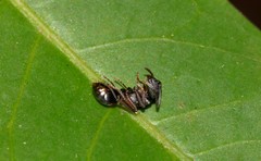 Polyrhachis sidnica