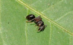 Polyrhachis sidnica