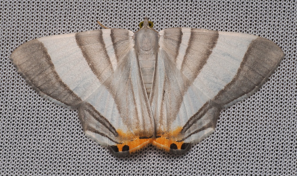 Opisthoxia miletia