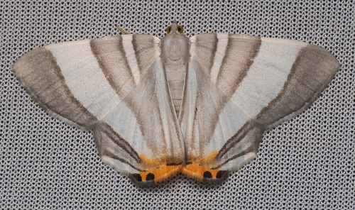 Opisthoxia miletia