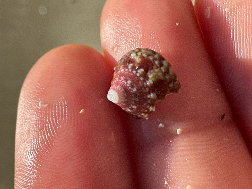 Trochus intextus observed 2026-06-07